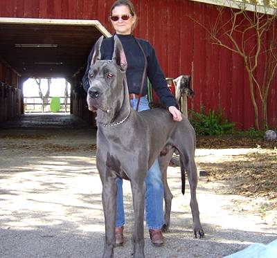 great dane owners