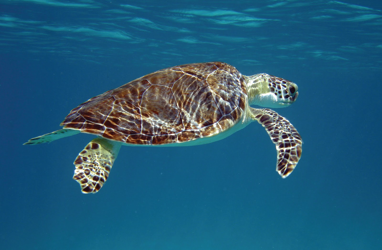 Holiday Cottages in the West Country Adopt a turtle with MCS...