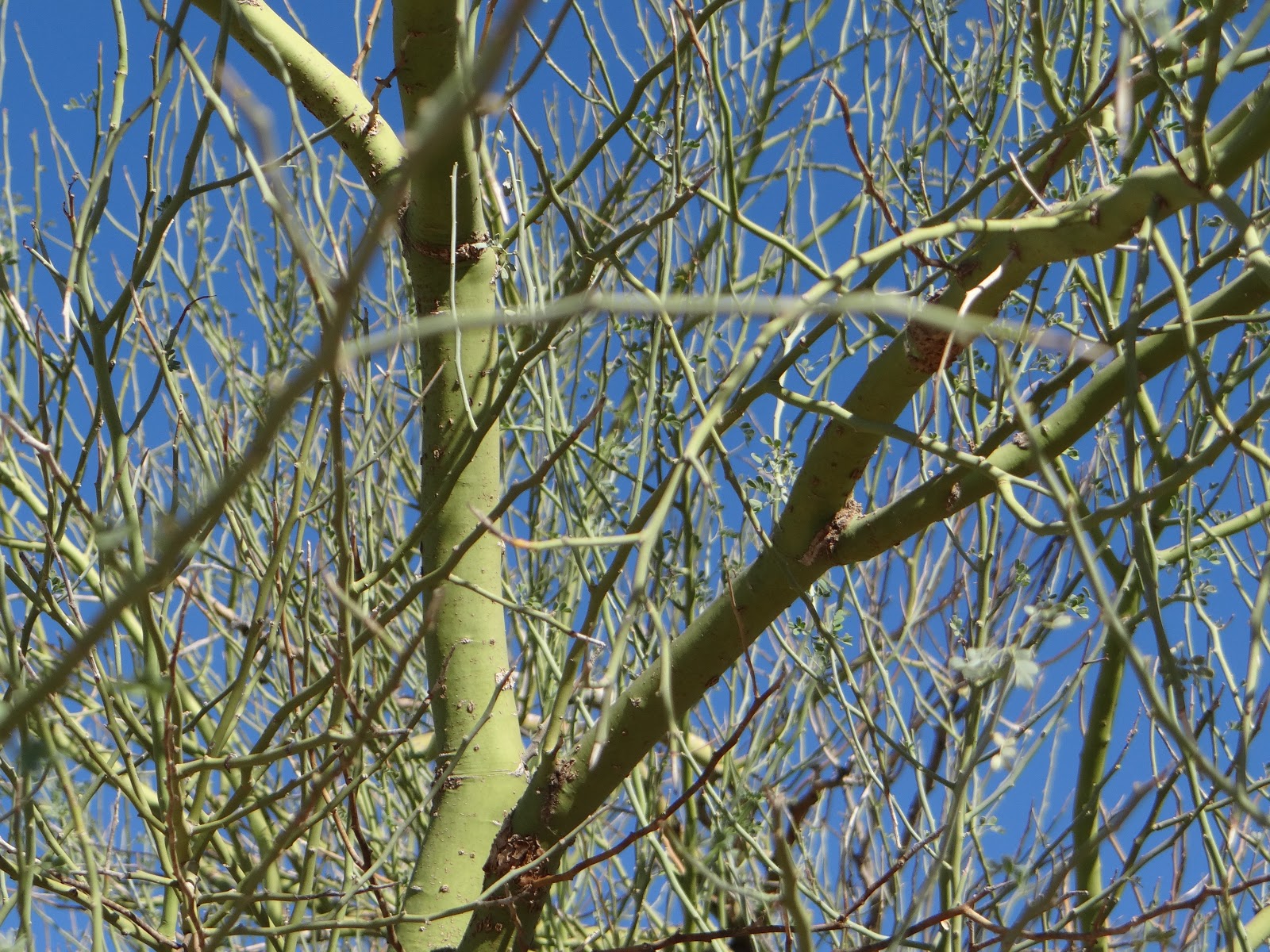 Yuccabloom A Memoir of Meaningful Meanderings The Bark of a Palo