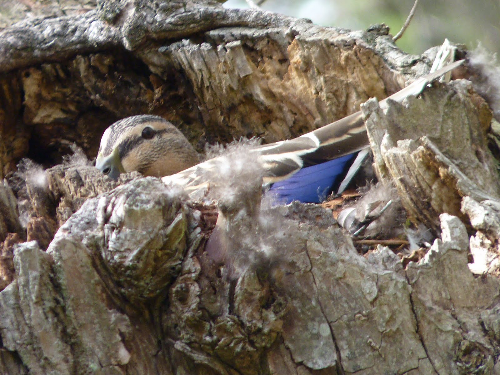 Mallard Nest