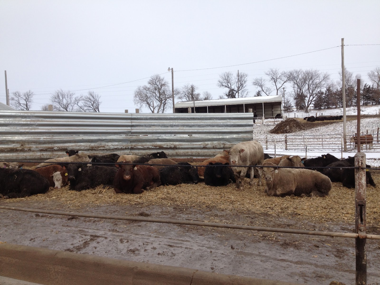 Dust In My Coffee Bedding Cattle