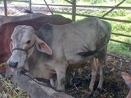 Sapi Qurban 2013