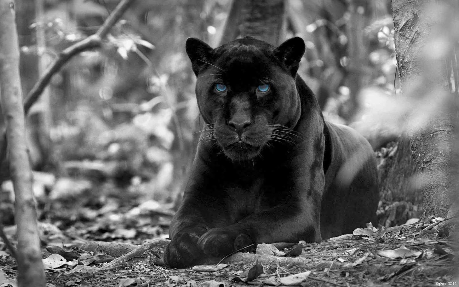 Desktop HD Wallpapers Free Downloads: Angry Black panther hd wallpapers