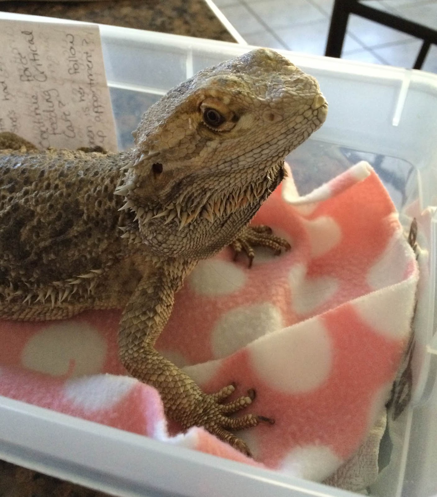 bearded-dragon-vet-checkup-cost-4.jpg