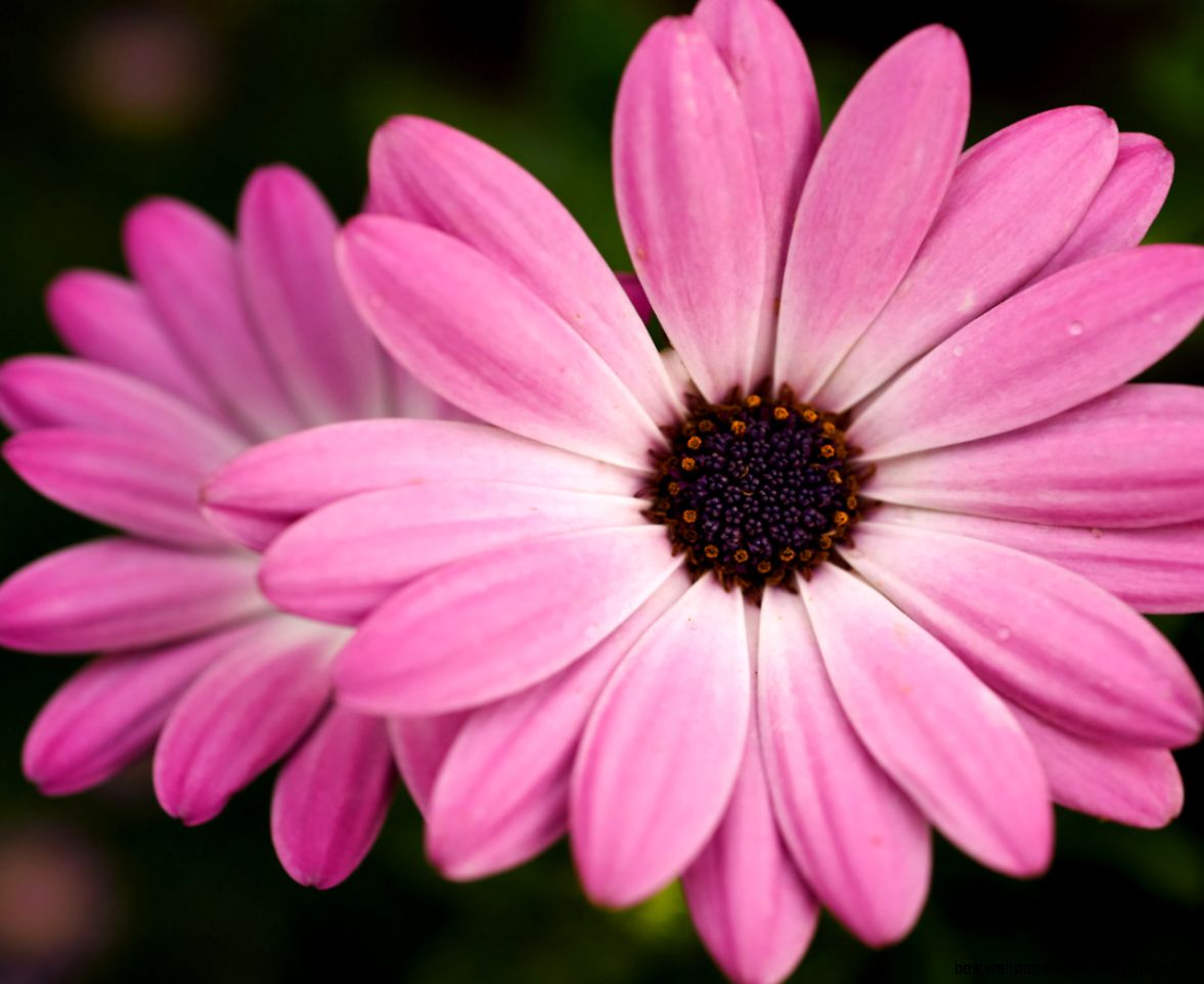 Pink Flower Backgrounds 7034479 Pink Flower Backgrounds 7034479