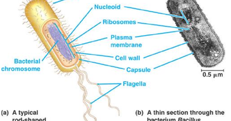 STRUKTUR DAN FUNGSI SEL PROKARIOTIK DAN EUKARIOTIK | Biologi Sel