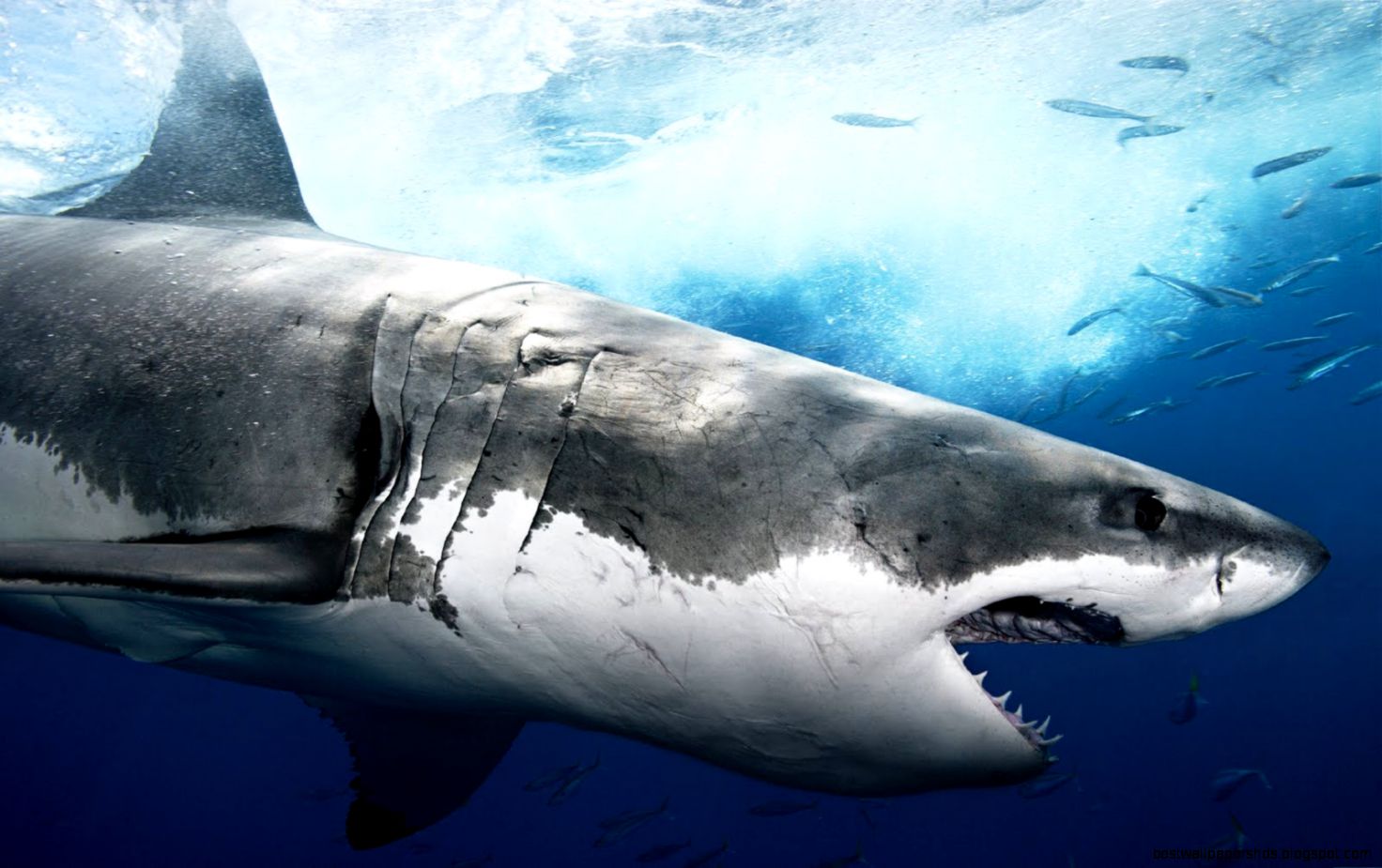 HD Widescreen Wallpapers Great White Shark Images For Desktop HD Widescreen Wallpapers Great White Shark Images For Desktop