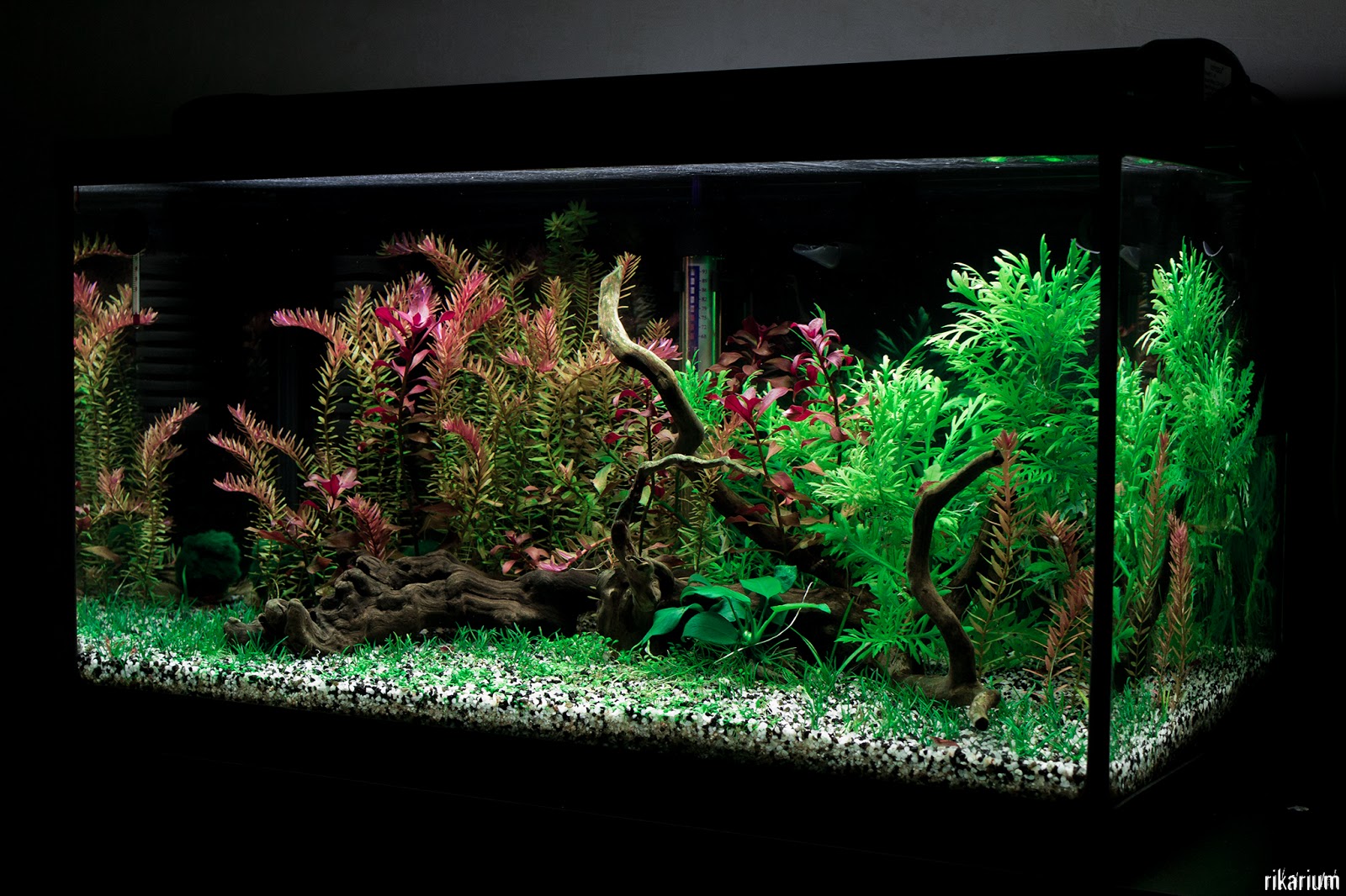 Les plantes d'aquarium, bien plus qu'un décor : conseil animalerie Botanic  - botanic®