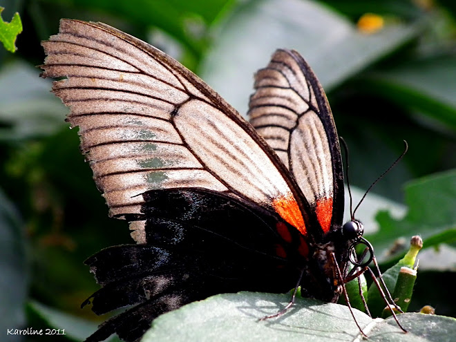 Papillons en liberté 2011 - Jardin Botanique