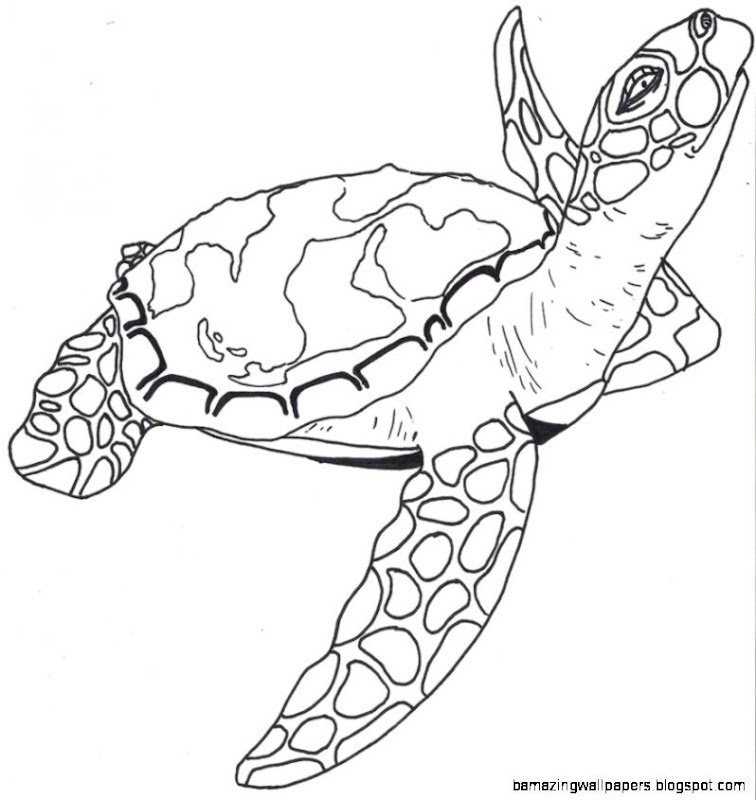 Cute Sea Turtle Drawing Tumblr Gallery Cute Sea Turtle Drawing Tumblr Gallery