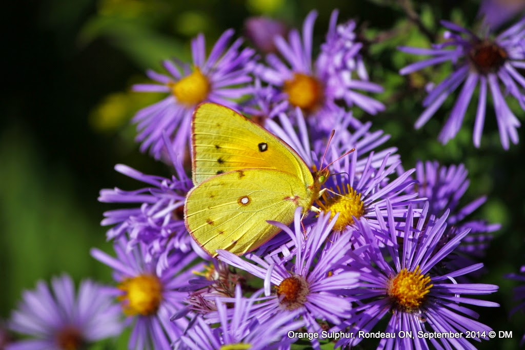 Nerdy for Birdy ROM Butterflies of Ontario Field Guide Review plus