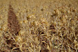 Claas Lexion 540. Harvesting thistles