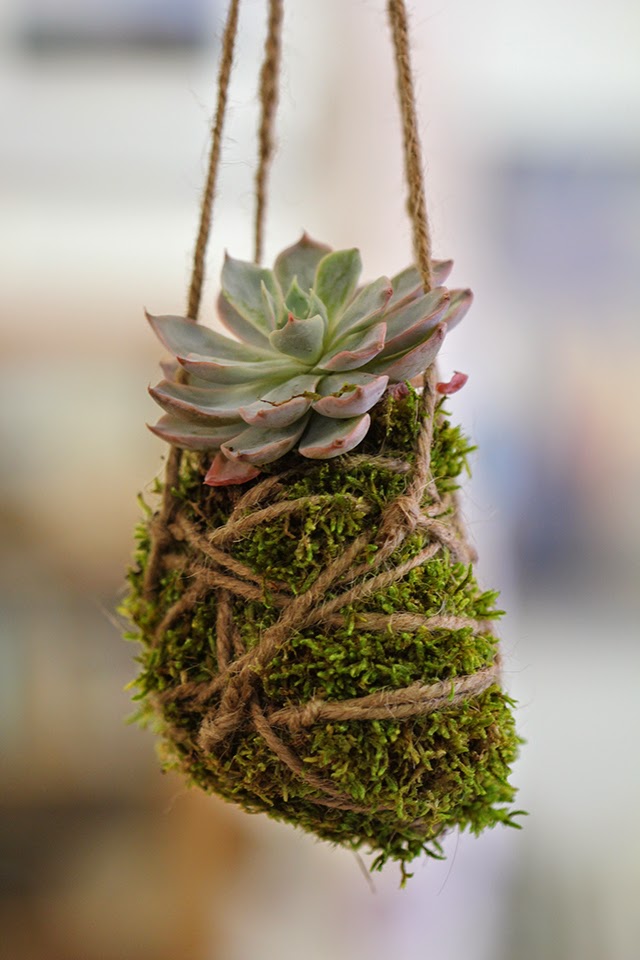 sassafras diy moss ball succulent diy spring decor