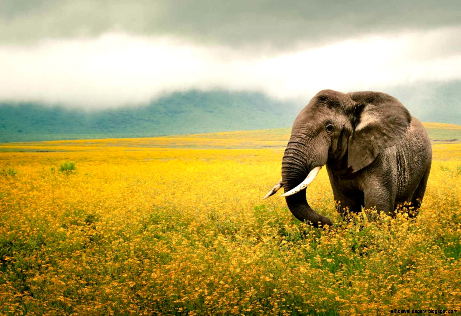 Full Screen Background Image Pure CSS Code Full Screen Background Image Pure CSS Code