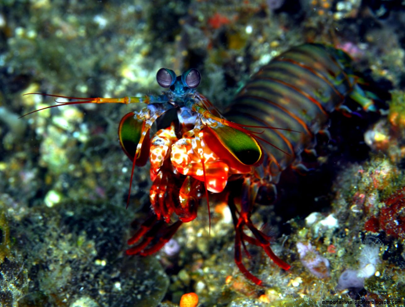 Mantis Shrimp Mantis Shrimp