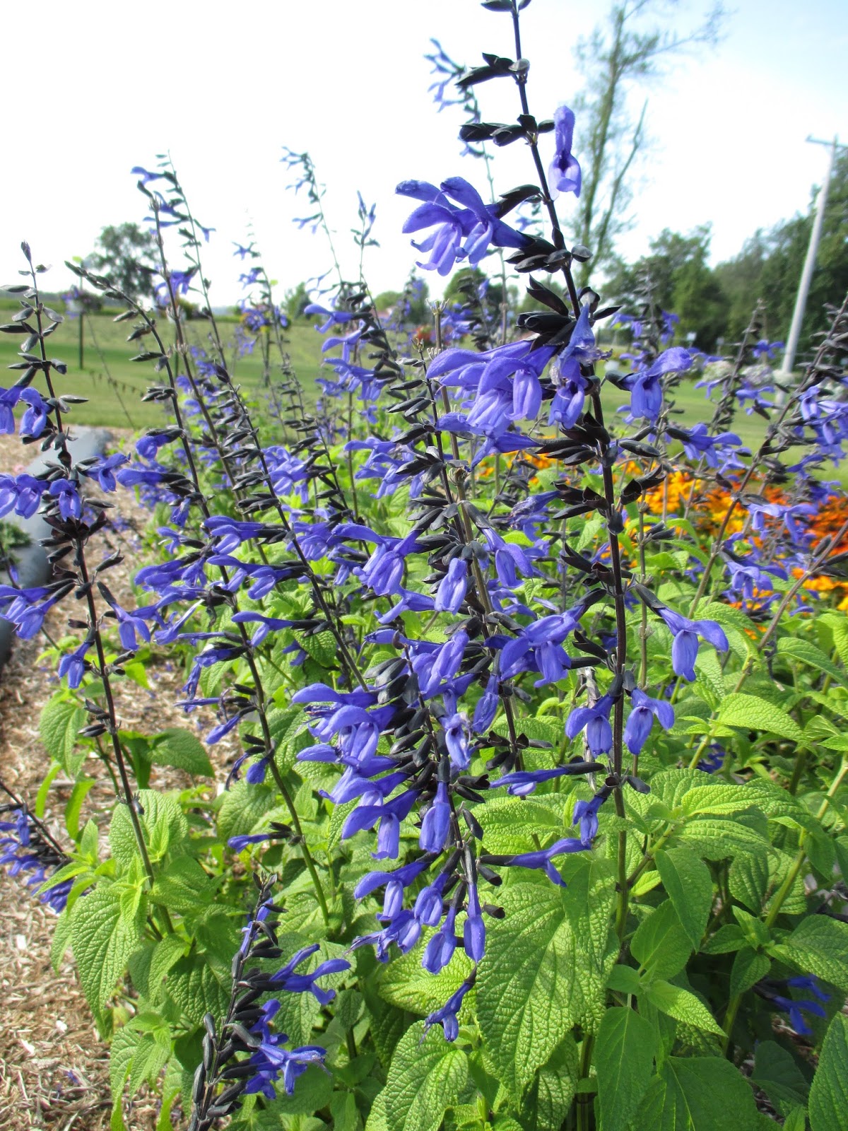 Rotary Botanical Gardens - Hort Blog: Brazilian Blue Sage