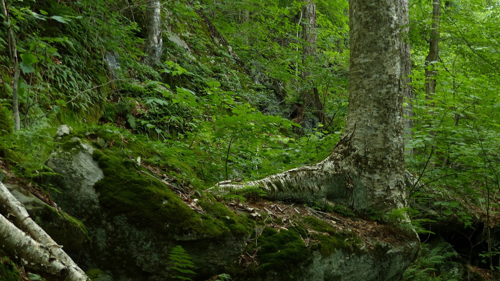 New England Forests Massachusetts Old Growth Forest