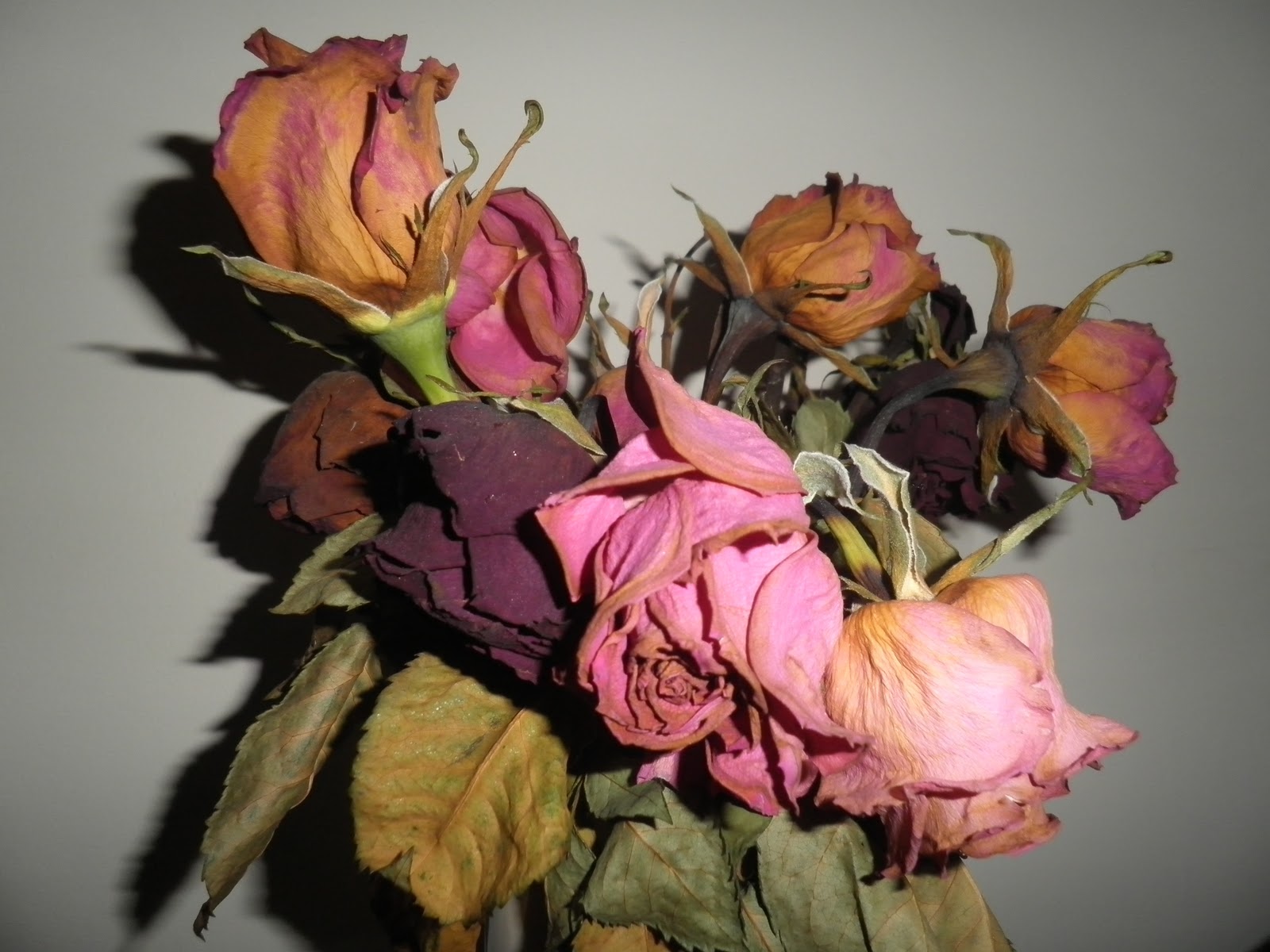 April Louise Sharman Wilting Roses