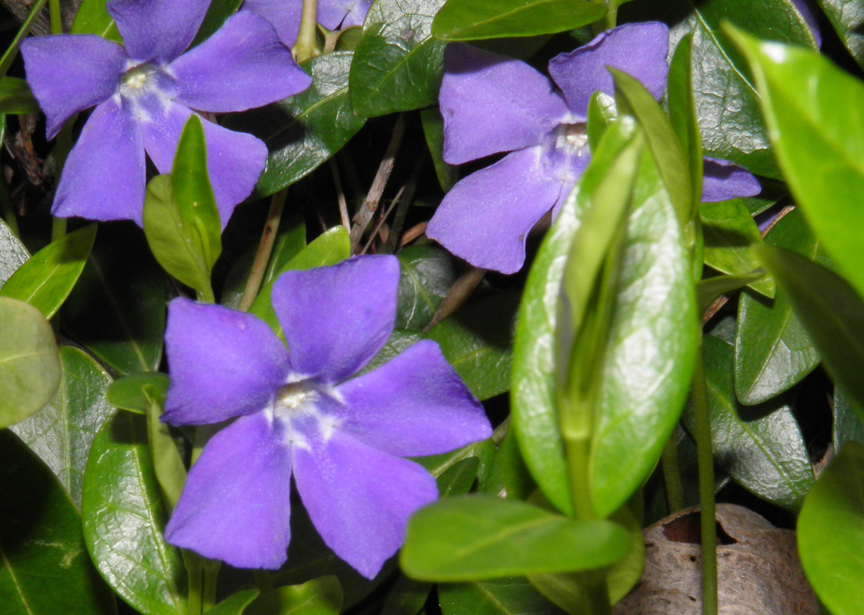 Simple Living In Nancy Purple Showers Or Mexican Bluebells