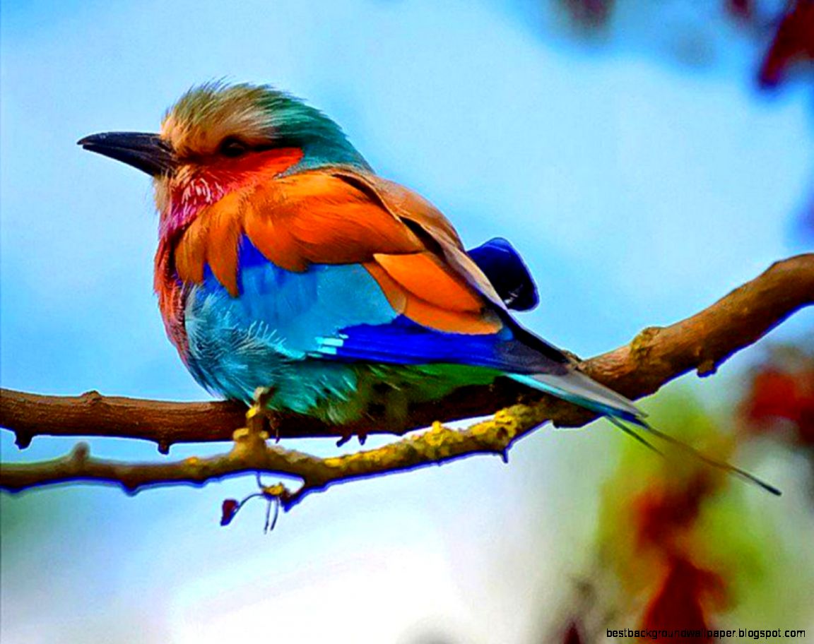 Colorful Birds Photo 4 Bestepics Colorful Bird Wallpaper Colorful Birds Photo 4 Bestepics Colorful Bird Wallpaper
