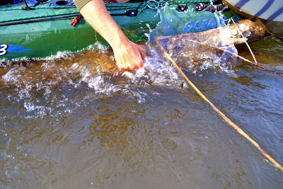 dráva túra kajak műlegyezés horgászat balin