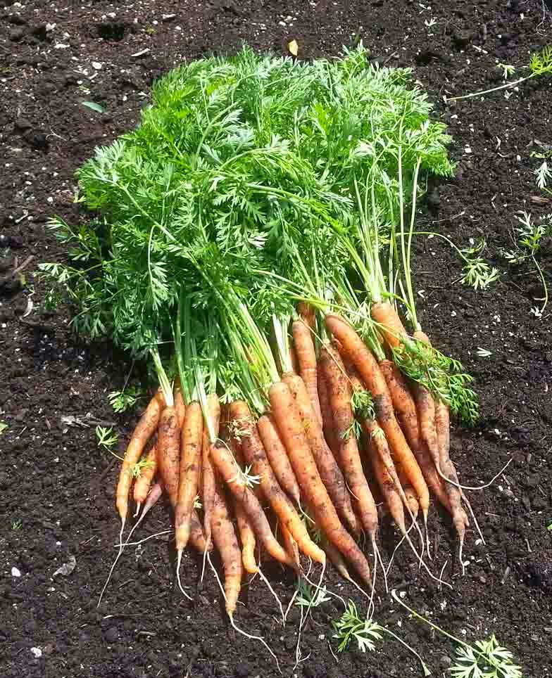 The Gardening Me End of Season Review Carrots and Radishes