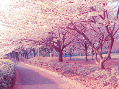 tumblr cherry blossom