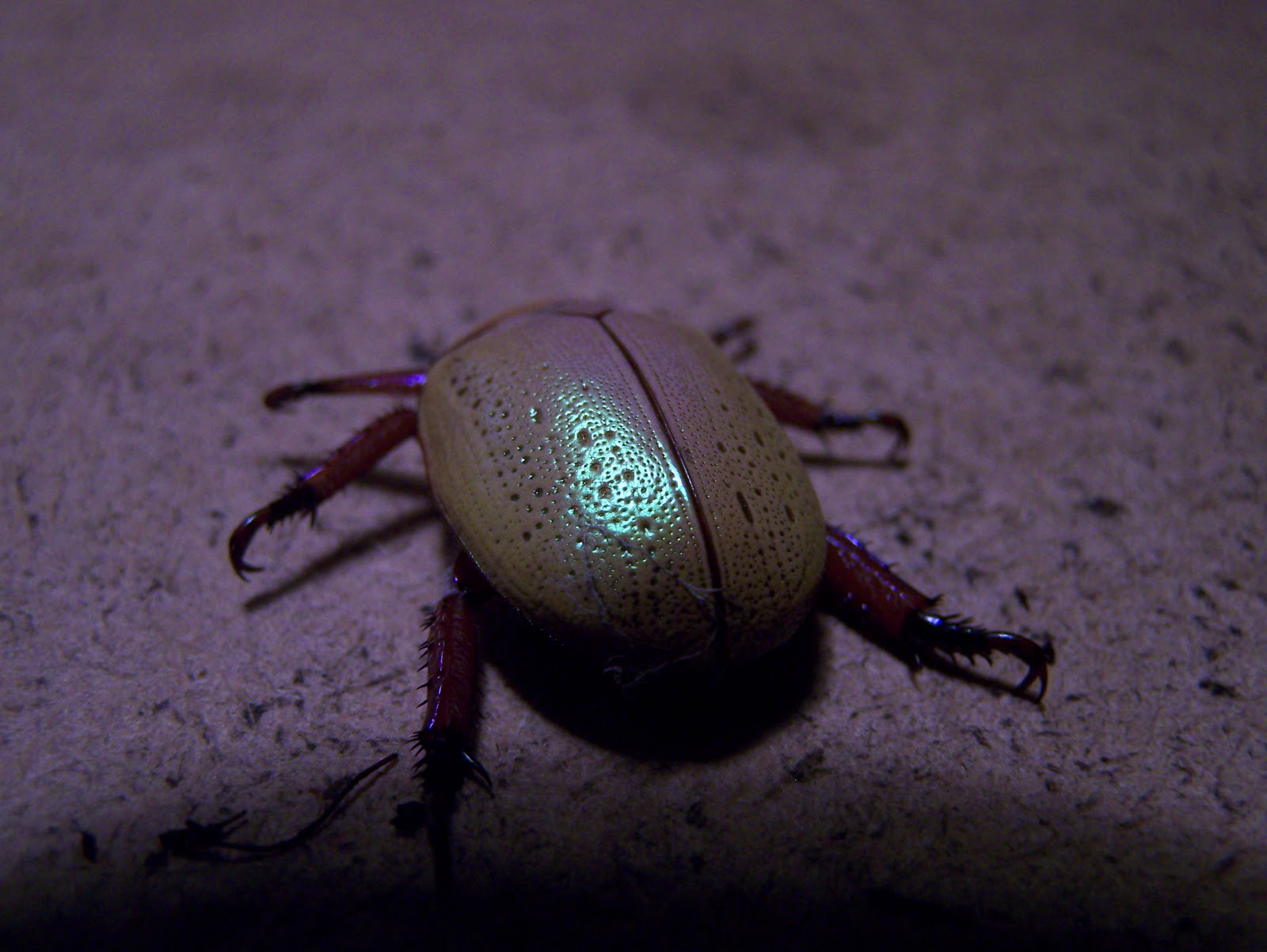 Little Australia The Christmas Beetle