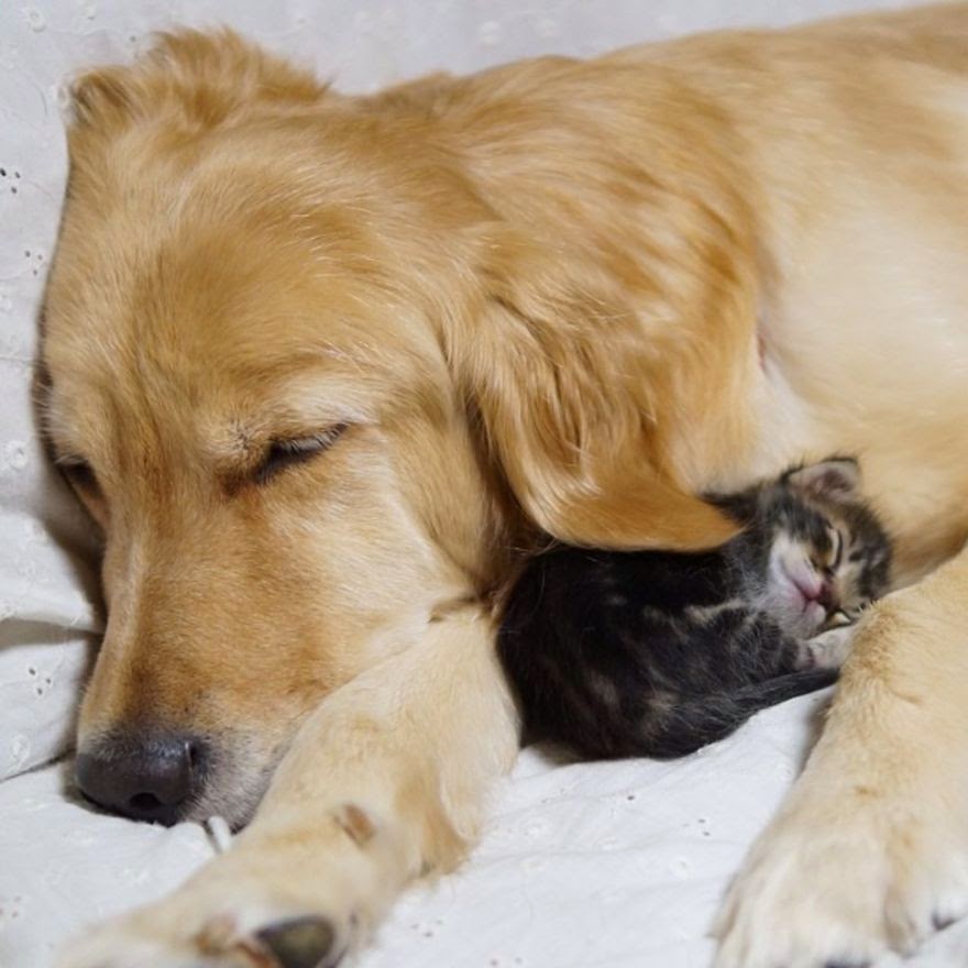 #11 Golden Retriever And An Abandoned Kitty - Unusual Animal Friendships That Are Absolutely Adorable! #11 Golden Retriever And An Abandoned Kitty - Unusual Animal Friendships That Are Absolutely Adorable!