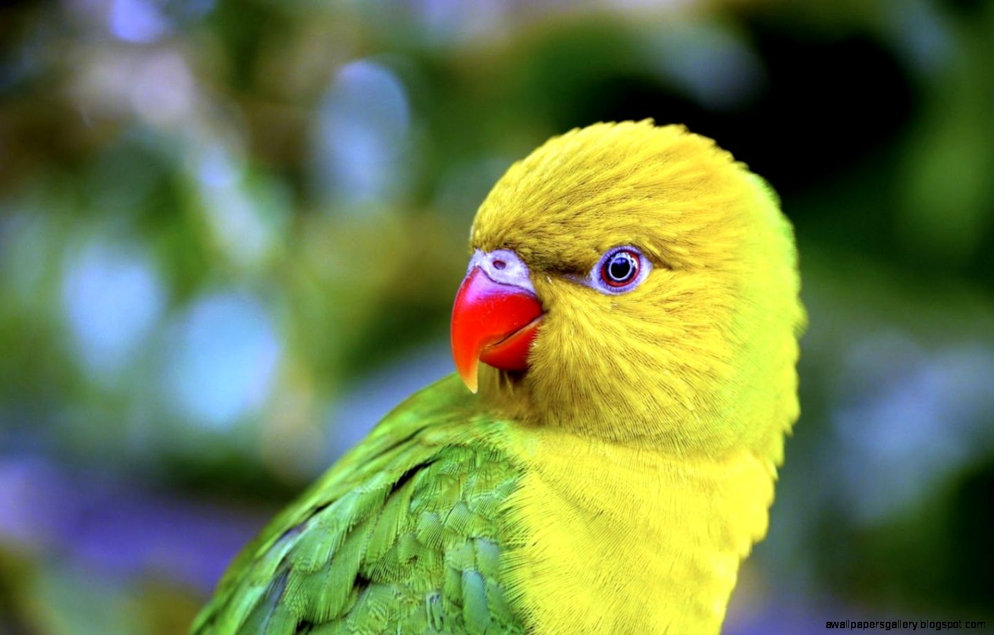 Beautiful Parrot Wallpaper | Wallpapers Gallery
