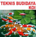 Teknis Budidaya Ikan Koi