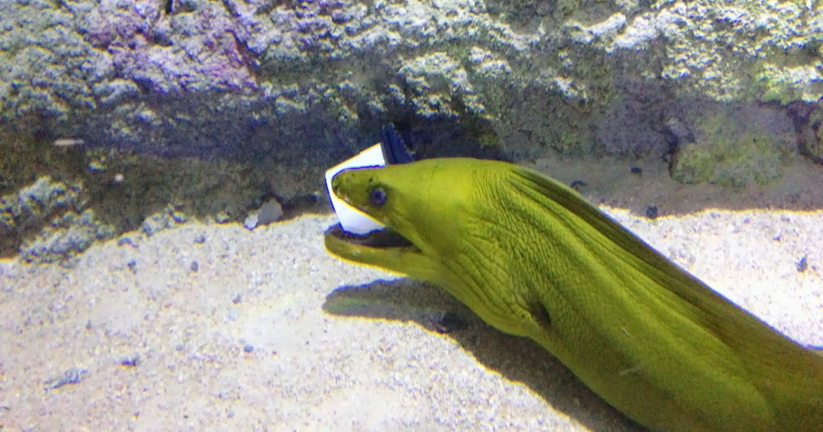 NIAB Austin Aquarium visit