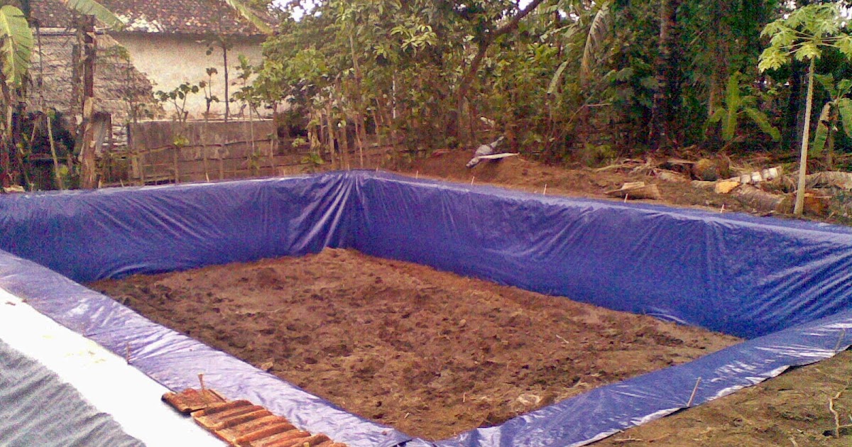 kolam budidaya udang hias