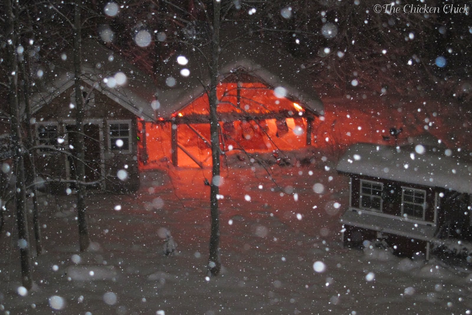 How Warm Should Chicken Coop Be In Winter portable chicken pen