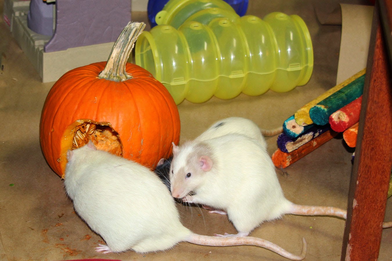 Ratropolis November 2014