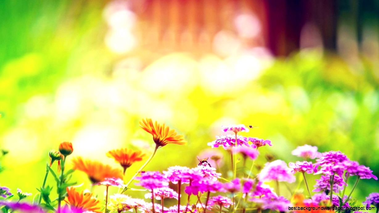 Marigold Lilac Purple Flowers – wallpapers is Marigold Lilac Purple Flowers – wallpapers is