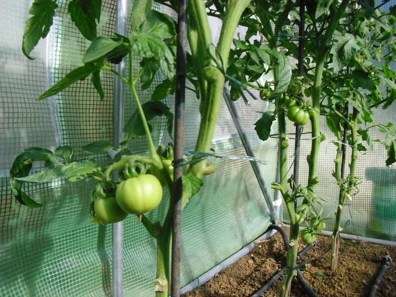 El huerto del Lopez: DESARROLLO DE LAS PLANTAS DE MI INVERNADERO (cap. 1º)