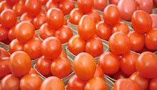 الطماطم الإسرائيلية تغزو السوق.. والزراعة ترجح تهريبها
