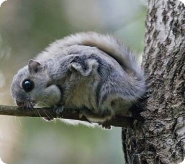 siberian flying squirrel pet