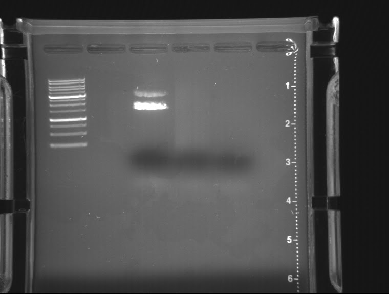 Science, Art, Beauty A Cheap Simple DIY Electrophoresis Power Supply