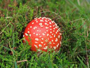 Fly Agaric