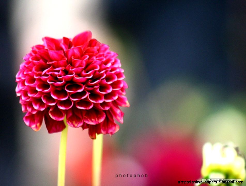 Free Wallpaper Free Flower wallpaper Dahlia wallpaper Free Wallpaper Free Flower wallpaper Dahlia wallpaper