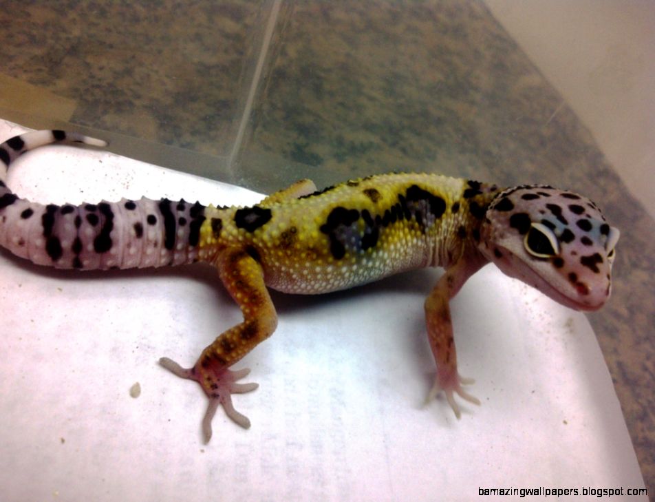SAReptiles • View topic   New Leopard Gecko Babies SAReptiles • View topic   New Leopard Gecko Babies