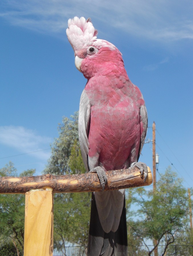 Birds Breeds Gallery