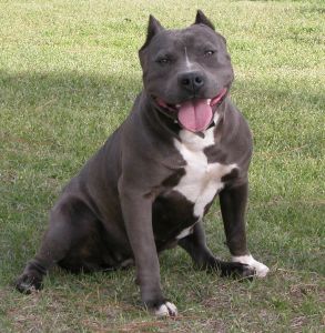 razor edge gotti pitbulls