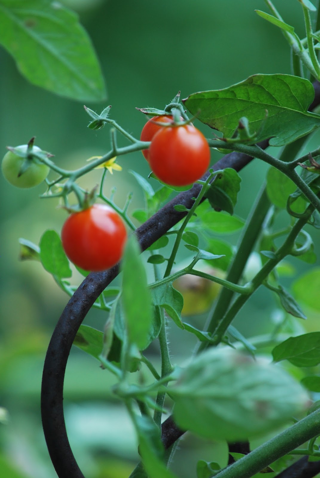 My story in recipes Abundance of tomatoes