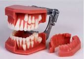 NOVIDADES - Manequins Odontológicos - todos os modelos