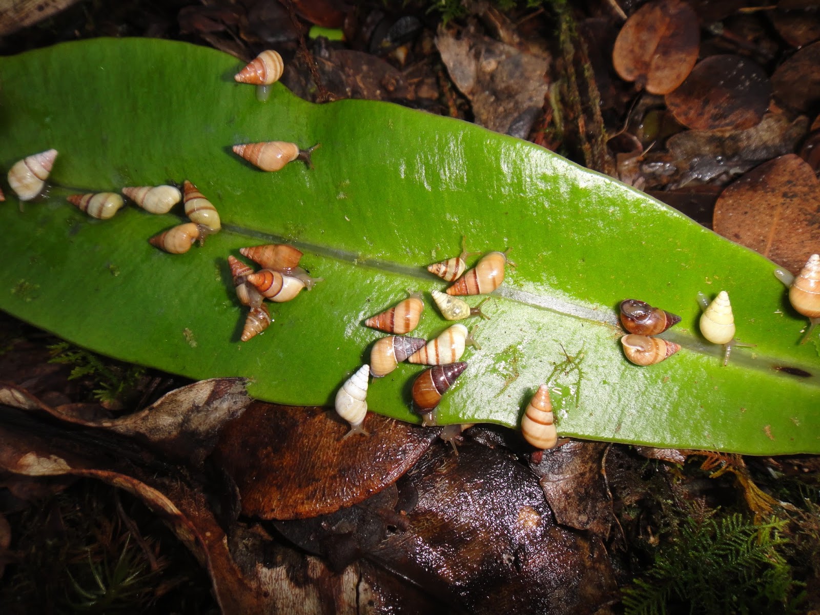 Molluscan Musings Update on the status of the remaining Hawaiian land