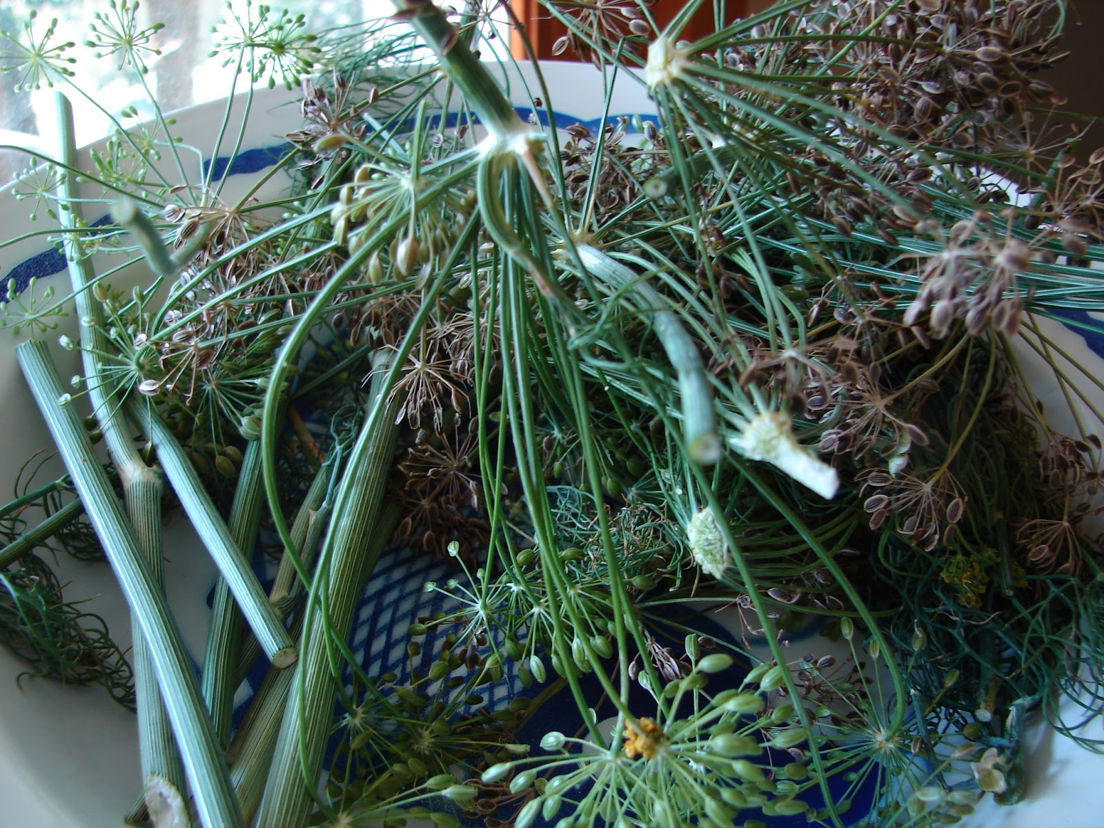 New Utah Gardener When Is The Best Time To Harvest Dill?