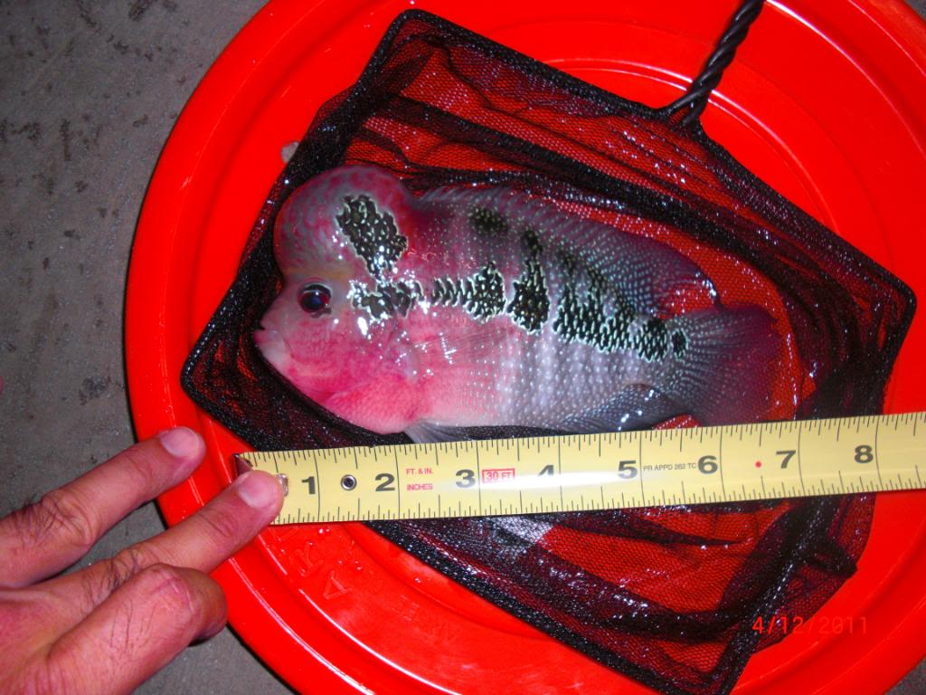 Flowerhorn The Hybrid Cichlids Flowerhorn The Hybrid Cichlids
